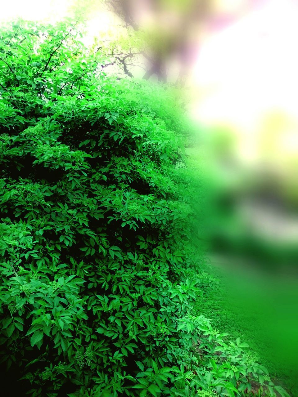 growth, green color, plant, nature, tree, selective focus, tranquility, beauty in nature, sunlight, close-up, focus on foreground, moss, leaf, forest, growing, green, outdoors, lush foliage, day, grass