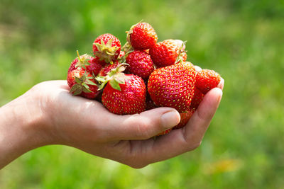 Cropped hand holding strawberries against grassy field