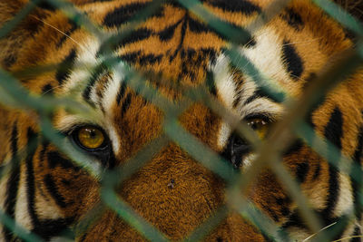 Close-up portrait of tiger in cage