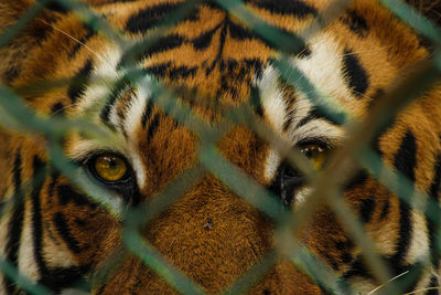 Extreme close up of cat