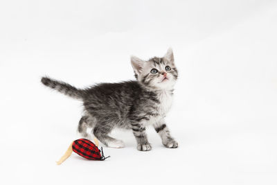 Portrait of kitten sitting on white background