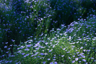 Close-up of purple flowering plants during winter