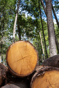 Close-up of logs in forest