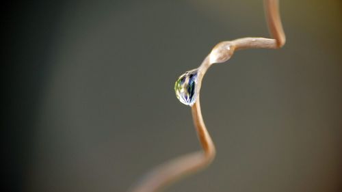 Close-up of water drop on twig