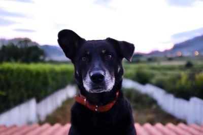 Close-up portrait of black dog against sky
