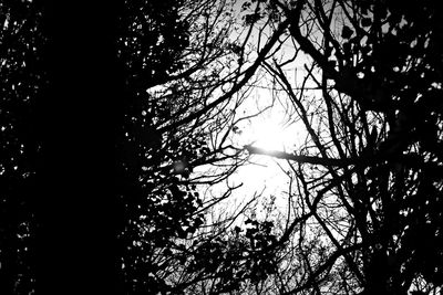 Low angle view of sunlight streaming through silhouette trees in forest