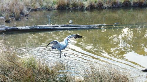 Bird in water