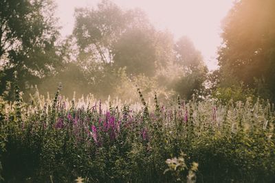 Purple flowers growing on field