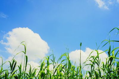 Close-up of plants against blue sky