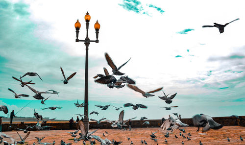 Low angle view of birds flying against sky