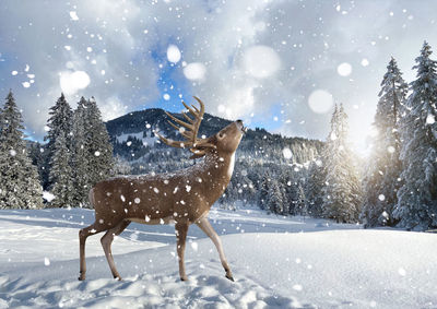 Reindeer winter scene