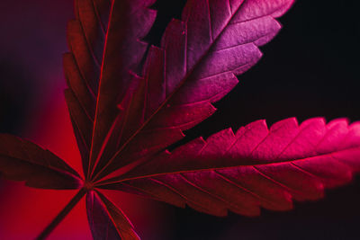 Close-up of red maple leaves against black background
