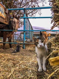 Cats and horse in the farm