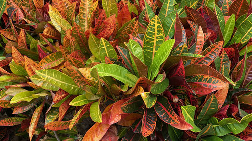 Full frame shot of autumn leaves on field