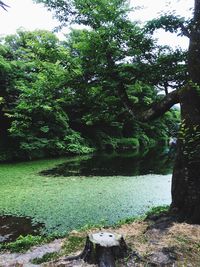 Scenic view of lake in forest