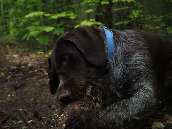 Black dog looking away on land