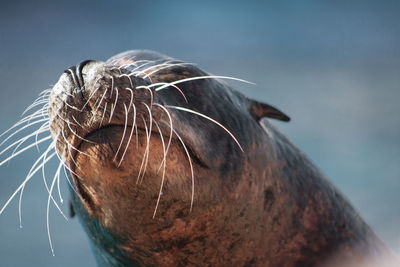 Close-up of seal against sky