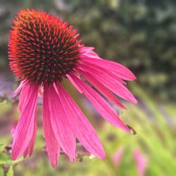 Close-up of coneflowers blooming outdoors
