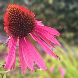 Close-up of coneflowers blooming outdoors