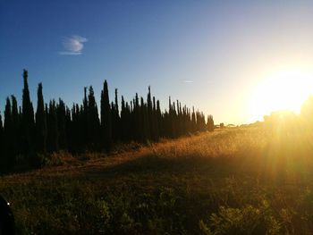 Panoramic shot of trees on field against sky at sunset