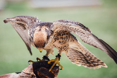 Close-up of falcon