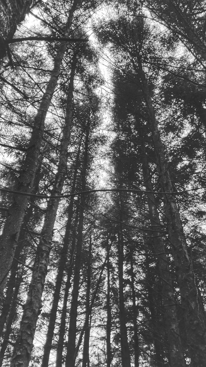 LOW ANGLE VIEW OF TREES AGAINST SKY