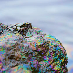 Close-up of rusty chain on rock