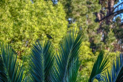 Bird perching on a plant