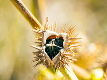 Close-up of bee on thistle