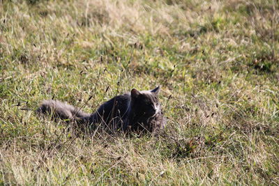 Cat resting in a field