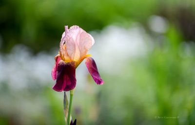 Close-up of pink flower blooming outdoors