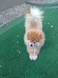 High angle view of dog on grass