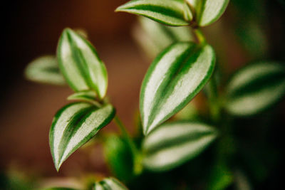 Indoor plants ficus. background of green flower leaves . the concept of gardening, floristry.