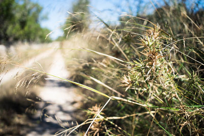 Close-up of grass