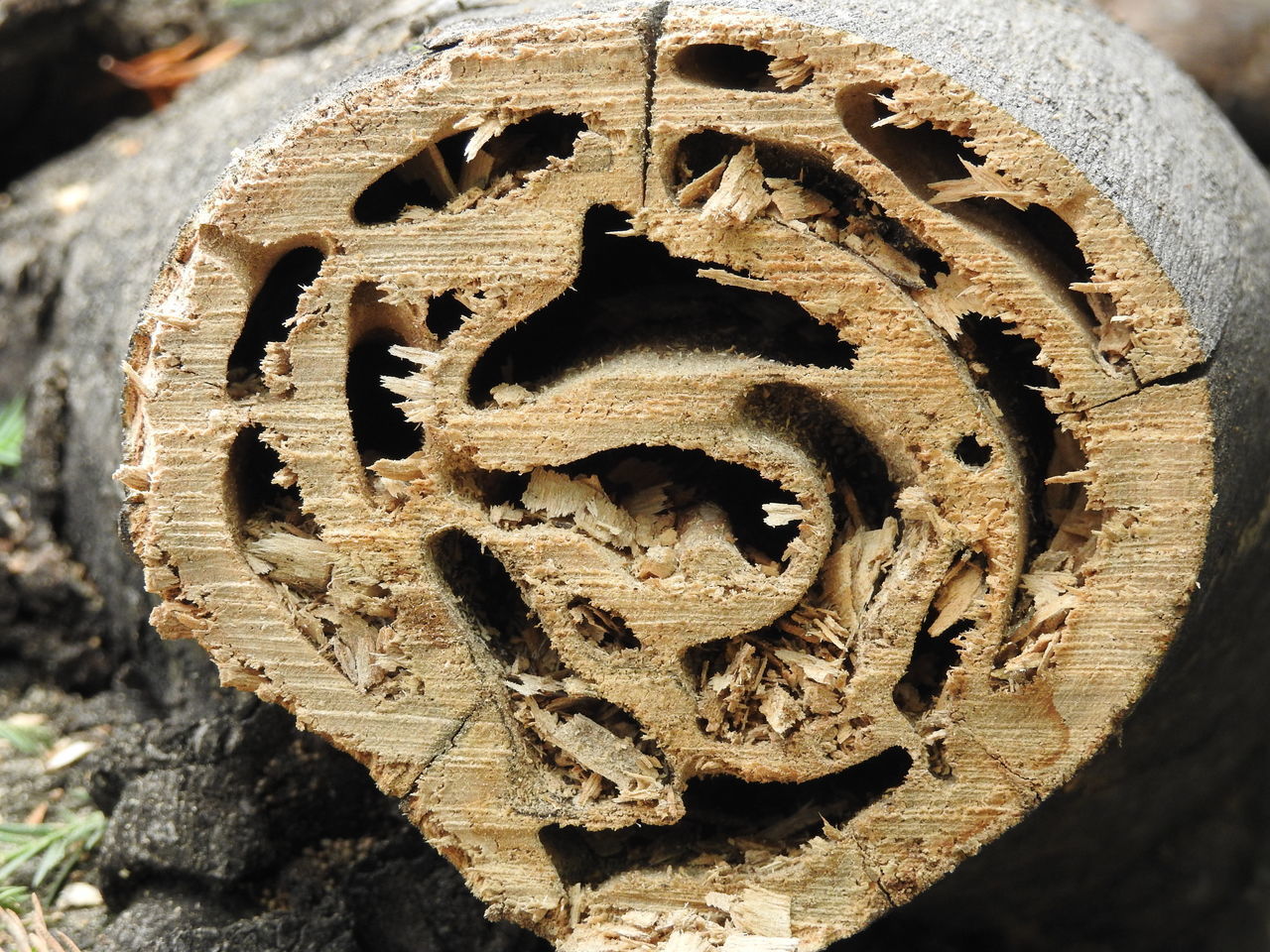 CLOSE-UP OF HOLE ON TREE TRUNK