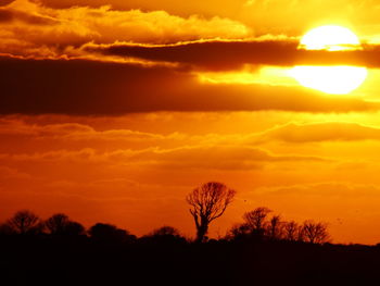 Silhouette trees against orange sky during sunset