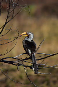 Yellow-billed hornbill perching on bare branch