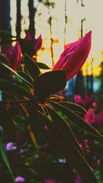 Close-up of flowers against blurred background