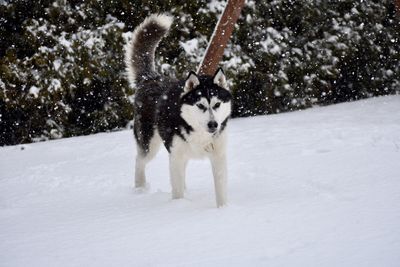 Dog running in snow