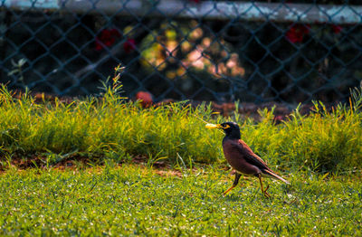 Bird perching on grass