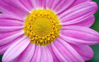 Close-up of pink flower