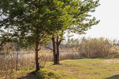 View of trees on field