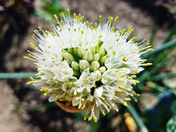 Close-up of white flowering plant