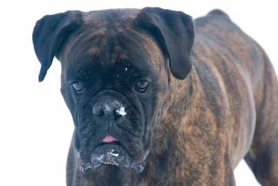 Close-up portrait of dog