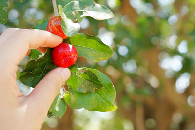 Close-up of hand holding fruit