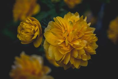 Close-up of yellow flowers