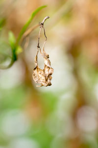 Close-up of wilted plant
