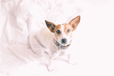Portrait of dog on bed