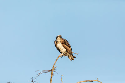 Low angle view of eagle perching on a tree