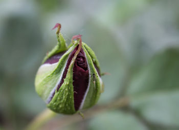 Close-up of plant